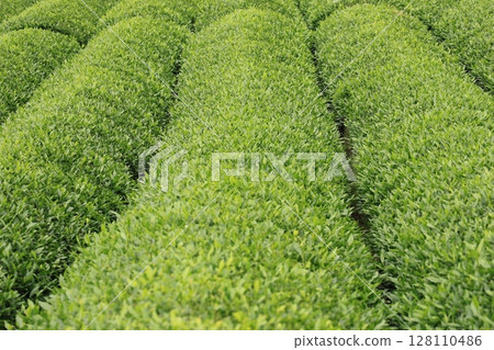 Tea plantation Tea plantation 128110486