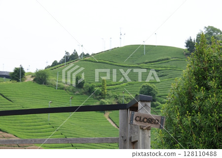 Tea plantation Tea plantation 128110488
