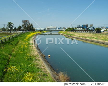 A windless spring scene of the Sakagawa Floodway with rape blossoms in bloom 128110508