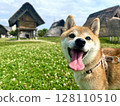 Shiba Inu looking at you with a smile 128110510