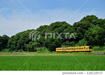 桑吉鐵道北勢線的列車沿著稻田行駛 128110517