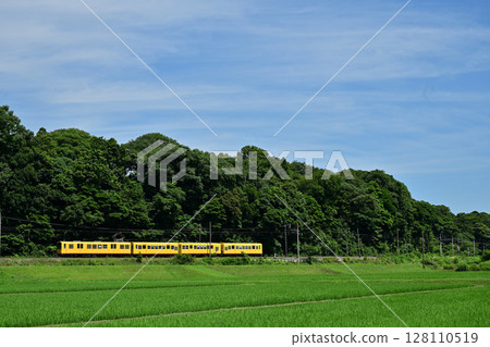 A train on the Hokusei Line of the Sangi Railway running alongside rice fields 128110519