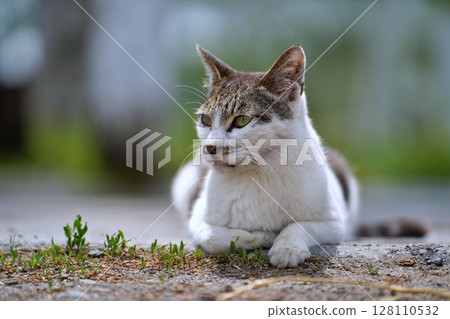cat cat 128110532
