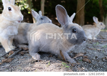 大久野島的兔子們一下子都驚呆了 大久野島的兔子們一下子都驚呆了 128110543