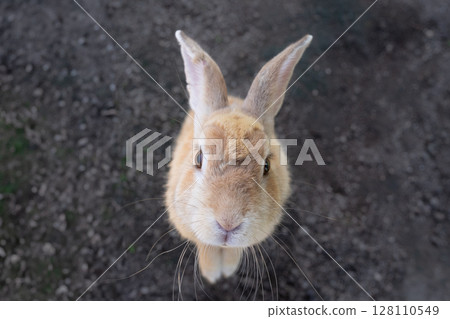 The Mohawk rabbit of Okunoshima stands and stares straight ahead 128110549