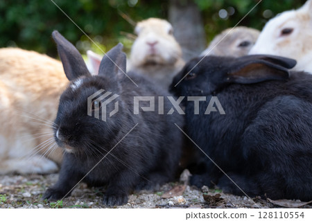 A black rabbit escaping from the circle of adults A black rabbit escaping from the circle of adults 128110554
