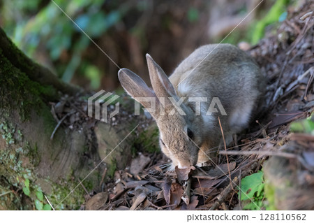 A baby rabbit on Okunoshima eating in the mountains 128110562