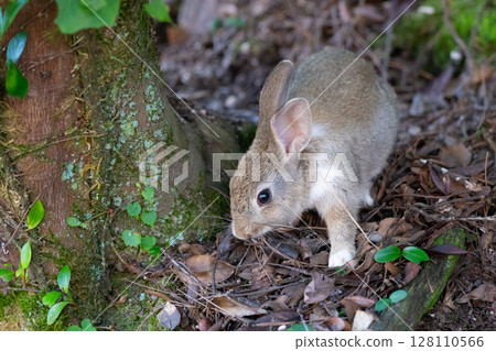 小兔子的大久野島大冒險 小兔子的大久野島大冒險 128110566
