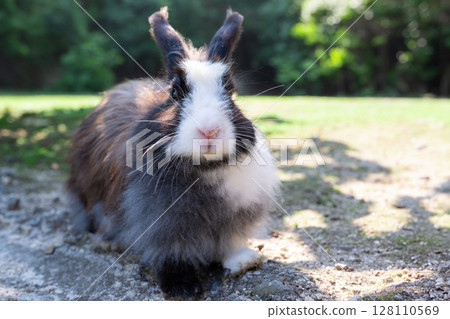 Commemorative photo of the long-haired rabbits of Okunoshima 128110569