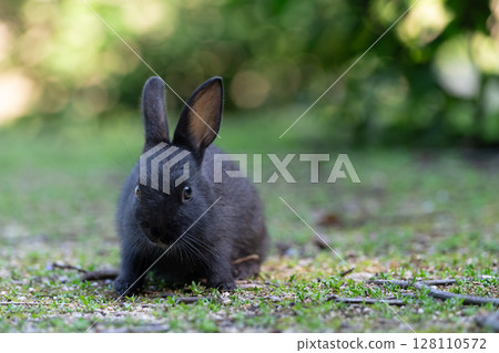 Commemorative photo of the black rabbit on Okunoshima Commemorative photo of the black rabbit on Okunoshima 128110572