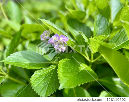 Hydrangea 128110602
