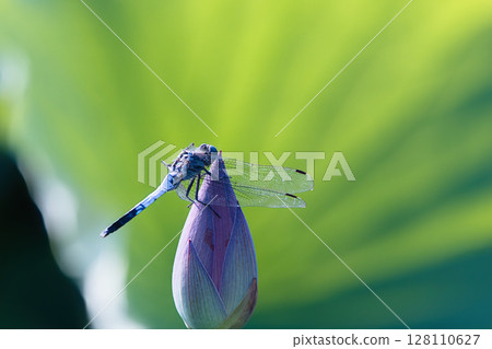 適合蓮花芽的蜻蜓 128110627