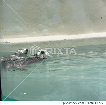 Sea otter Sea otter 128110777