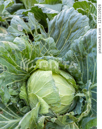 Organic Cabbage Ready for Harvest in the Field. 128110926