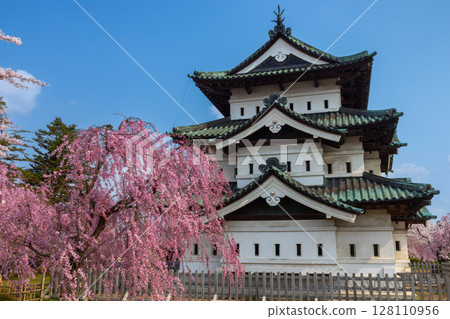 Hirosaki Park, Shimoshirogane-cho, Hirosaki City, Aomori Prefecture: A view of Hirosaki Castle tower surrounded by weeping cherry blossoms under a blue sky Hirosaki Park, Shimoshirogane-cho, Hirosaki City, Aomori Prefecture: A view of Hirosaki Castle tower surrounded by weeping cherry blossoms under a blue sky 128110956