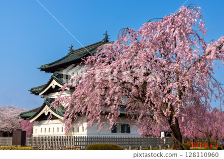 Hirosaki Park, Shimoshirogane-cho, Hirosaki City, Aomori Prefecture: A view of Hirosaki Castle tower surrounded by weeping cherry blossoms under a blue sky 128110960