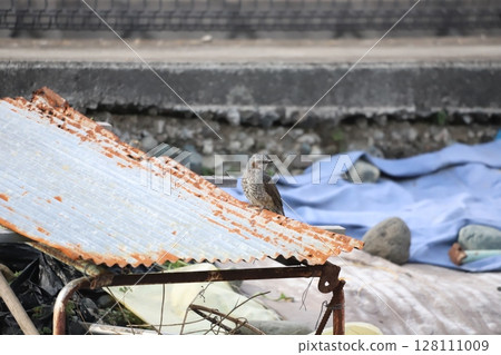 一隻棕耳鵯在倉庫屋頂上休息 一隻棕耳鵯在倉庫屋頂上休息 128111009