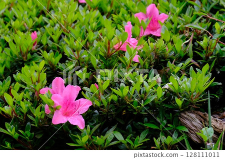 Azalea's flower 128111011