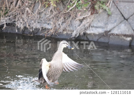 Spot-billed duck spreading its wings 128111018