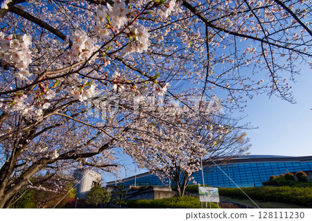 橫濱國際游泳池的櫻花盛開 橫濱國際游泳池的櫻花盛開 128111230