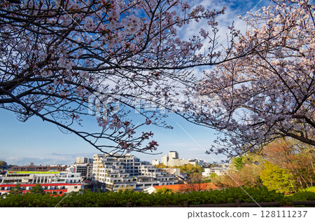 Cherry blossoms from Yokohama International Pool 128111237