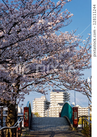 Cherry blossoms from Yokohama International Pool Cherry blossoms from Yokohama International Pool 128111244
