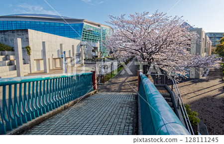 Cherry blossoms from Yokohama International Pool Cherry blossoms from Yokohama International Pool 128111245