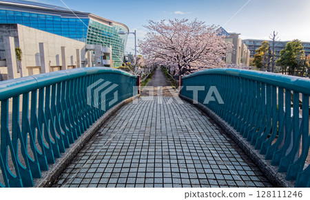 Cherry blossoms from Yokohama International Pool 128111246