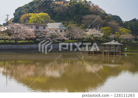 Cherry blossoms at Shimizu Funakoshi Tsutsumi Park in Shizuoka City (Shizuoka Prefecture) Cherry blossoms at Shimizu Funakoshi Tsutsumi Park in Shizuoka City (Shizuoka Prefecture) 128111263
