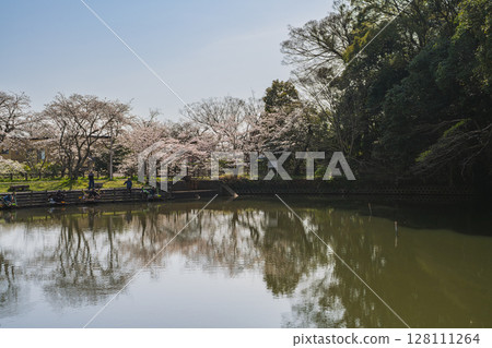 Cherry blossoms at Shimizu Funakoshi Tsutsumi Park in Shizuoka City (Shizuoka Prefecture) Cherry blossoms at Shimizu Funakoshi Tsutsumi Park in Shizuoka City (Shizuoka Prefecture) 128111264