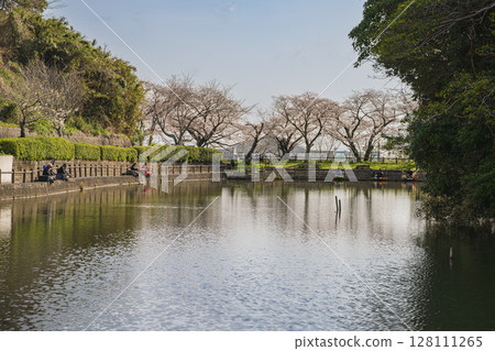 Cherry blossoms at Shimizu Funakoshi Tsutsumi Park in Shizuoka City (Shizuoka Prefecture) Cherry blossoms at Shimizu Funakoshi Tsutsumi Park in Shizuoka City (Shizuoka Prefecture) 128111265