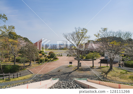 靜岡市清水船越堤公園的櫻花（靜岡縣） 128111266