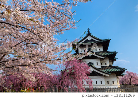 Hirosaki Park, Shimoshirogane-cho, Hirosaki City, Aomori Prefecture: A view of Hirosaki Castle tower under the blue sky surrounded by weeping cherry trees and Yoshino cherry trees 128111269