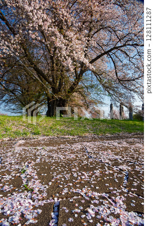 Cherry blossoms at Nakagawa Hachimanyama Park in Kohoku New Town 128111287