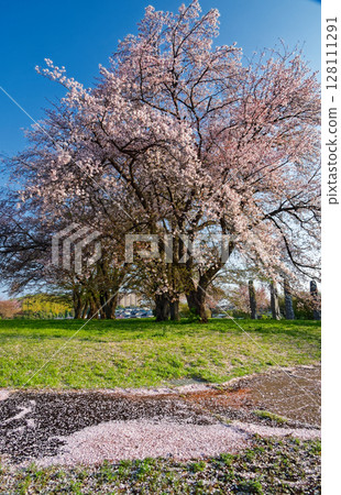 Cherry blossoms at Nakagawa Hachimanyama Park in Kohoku New Town Cherry blossoms at Nakagawa Hachimanyama Park in Kohoku New Town 128111291