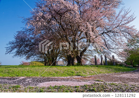 Cherry blossoms at Nakagawa Hachimanyama Park in Kohoku New Town 128111292