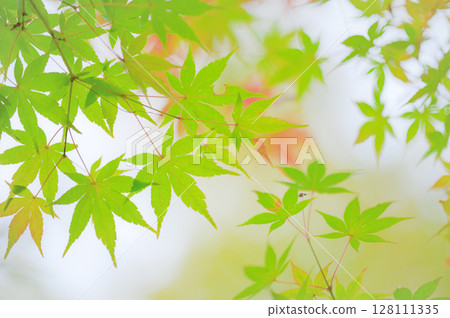 Momiji leaves which started to color 128111335