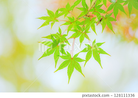 Momiji leaves which started to color Momiji leaves which started to color 128111336