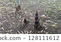 bambooshoot  128111612