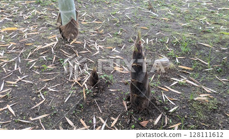 bambooshoot  128111612