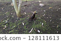 bambooshoot  128111613