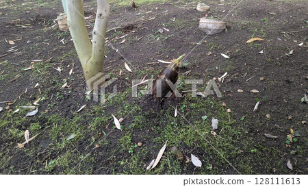 bambooshoot  128111613