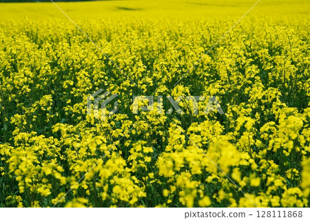 Rape flower field in Abira Town, Hokkaido Rape flower field in Abira Town, Hokkaido 128111868