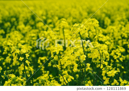 Rape flower field in Abira Town, Hokkaido Rape flower field in Abira Town, Hokkaido 128111869
