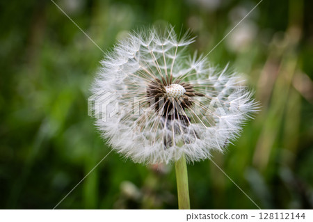Close-Up of Dandelion Seed Head in Natural Green Background Close-Up of Dandelion Seed Head in Natural Green Background 128112144