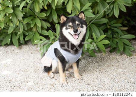 柴犬 Cherie 抬頭微笑 128112242