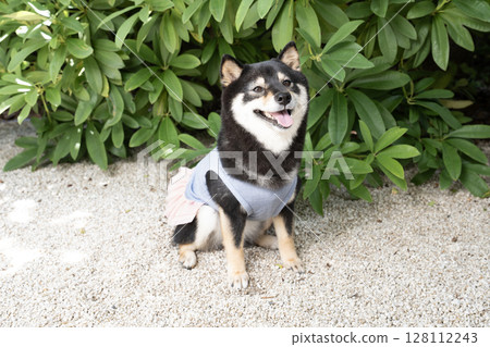 柴犬 Cherie 抬頭微笑 128112243