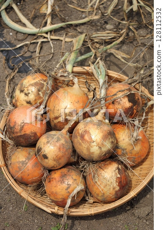 Harvested onion 128112532