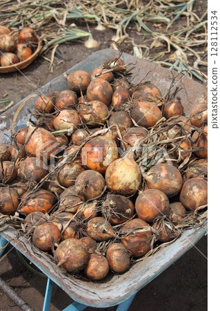Harvested onion 128112534
