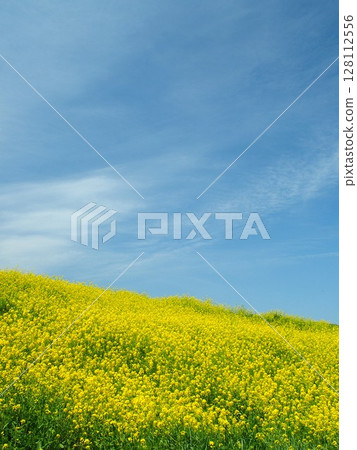 Spring scenery of blooming rape blossoms on the banks of the Edogawa River and blue skies Spring scenery of blooming rape blossoms on the banks of the Edogawa River and blue skies 128112556